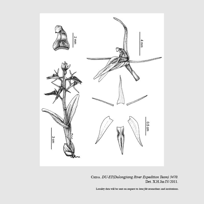 Liparis cheniana